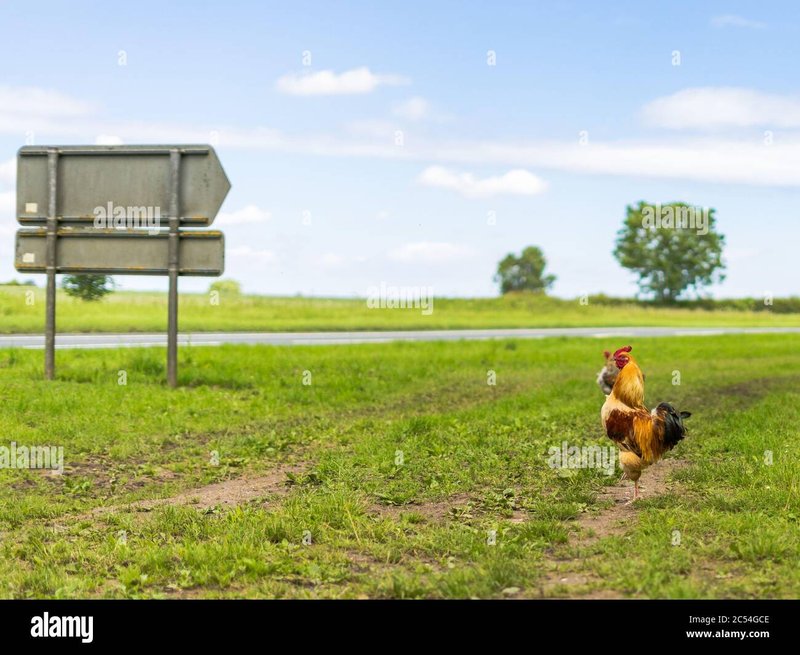 Chicken road online in Netherlands